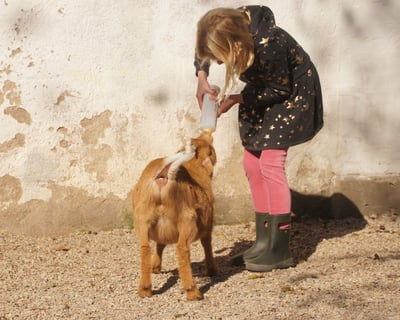 Farm Animal Husbandry With Baby Animals