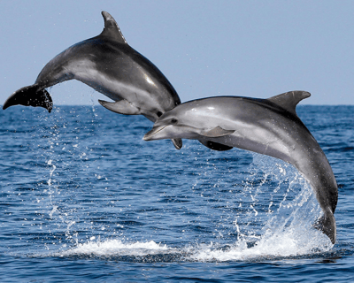 Dolphin & Whale Cruise in Dana Point