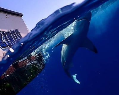 5-Hour Offshore Shark Fishing Charter in Port Canaveral