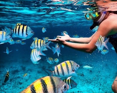 Key Largo Reef Snorkeling with Gear Included