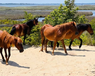 Corolla Guided Wild Horse Tour