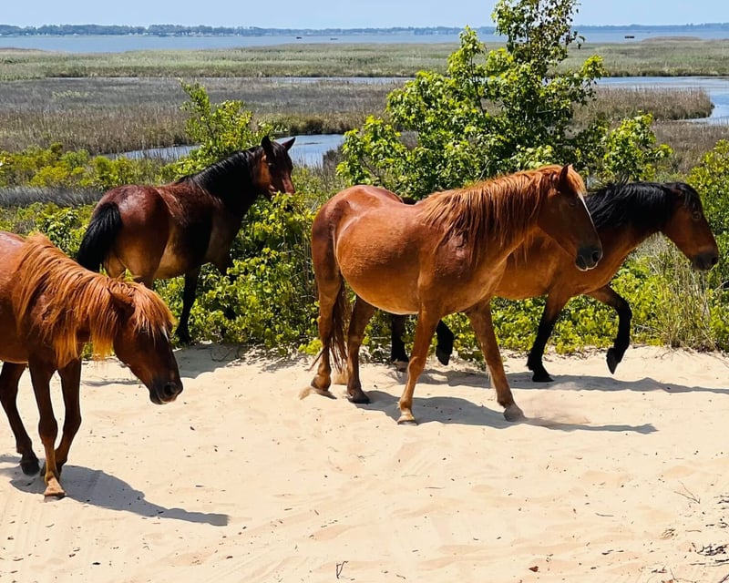 Corolla Guided Wild Horse Tour