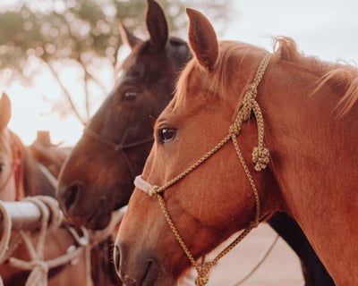Driggs Half-Day Horseback Ride