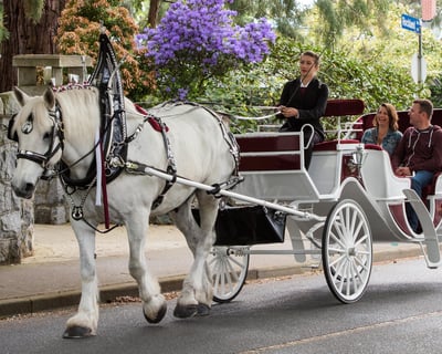 Horse-Drawn Heritage Carriage Tour in Victoria