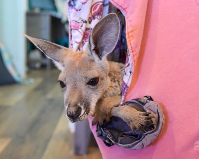 Kangaroo Bottle Feeding in McGregor