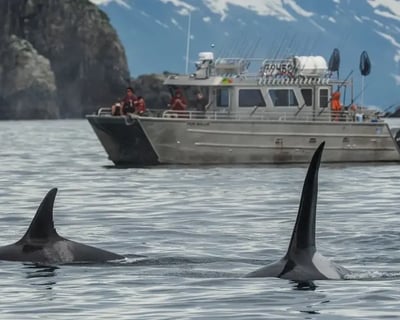 Full-Day Kenai Fjords Kayak & Fishing Charter