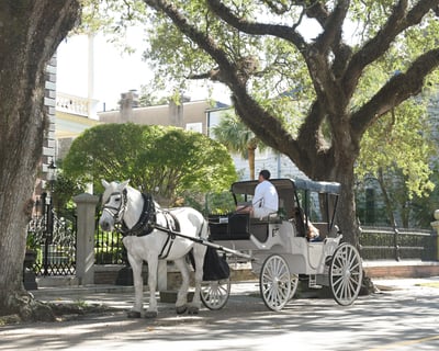 Explore Historic Downtown Charleston Private Carriage Tour