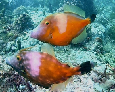 Hanahan 2-Tank Scuba Diving Tour