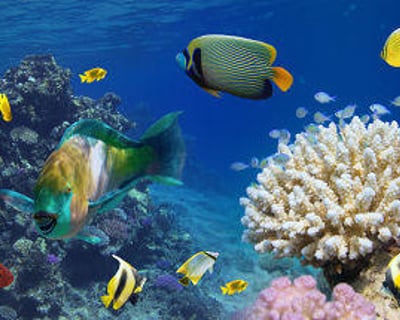 Sail & Snorkel Kealakekua Bay Marine Sanctuary