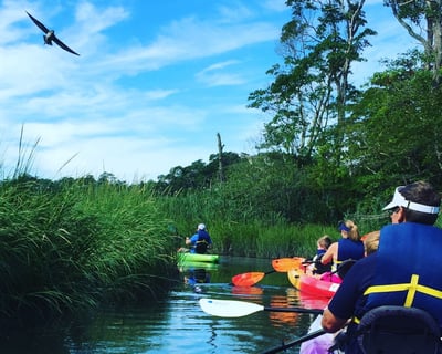 Wildlife Kayaking on Scenic Scorton Creek