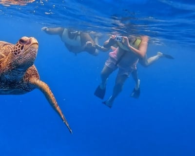 Turtle Snorkeling Tour in Honolulu