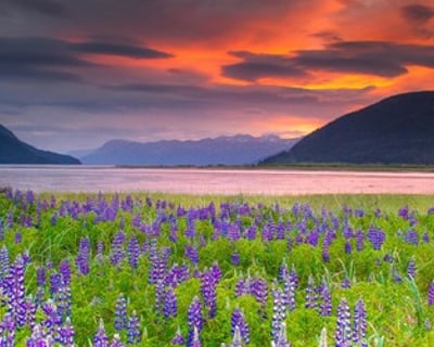 Anchorage Alaska Wildlife Tour & Scenic Drive