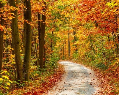See Fall Colors on a 5-Hour Smoky Mountains Tour
