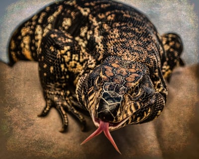 Full-Day Animal Presentation & Zoo Admission in Prescott