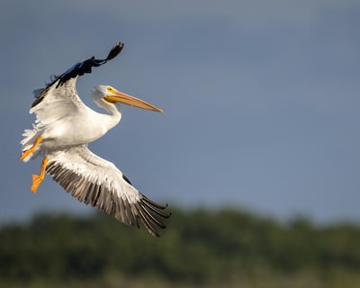 Guided Wildlife Kayak Tour of Tomales Bay