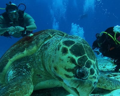 4-Hour Scuba Experience in Cozumel