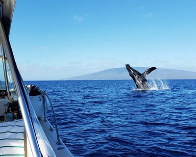 2-Hour Whale Watching Charter in Lahaina