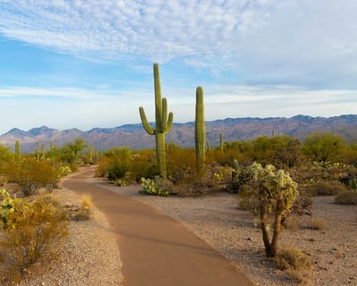 Explore Cochise County Fossil Sites Guided Tour