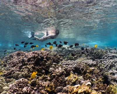 Captain Cook Monument Kealakekua Bay Snorkeling Tour