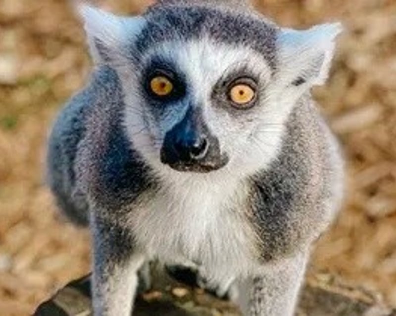 Addon image