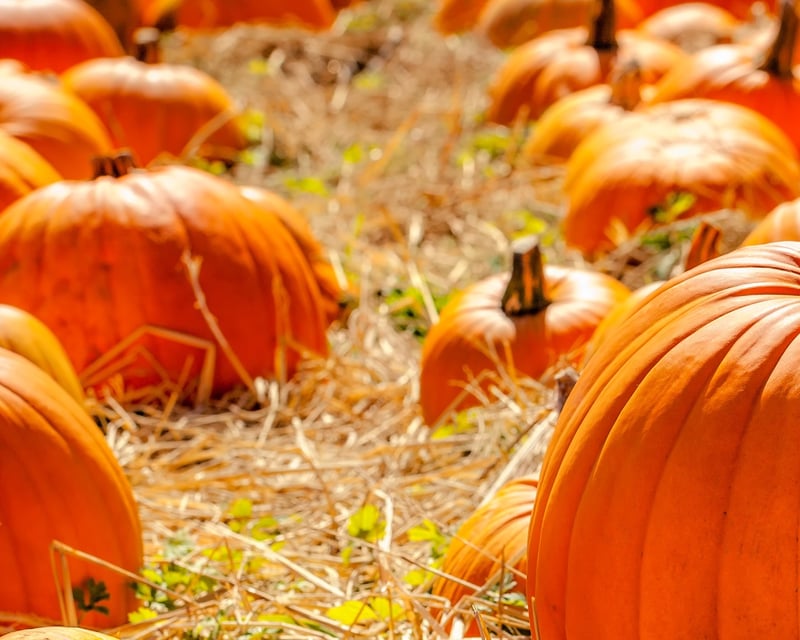 North Judson Pumpkin Train Ride
