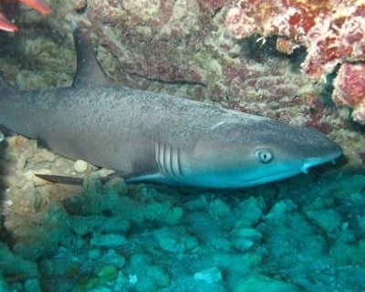 Guided 2-Tank Scuba Diving in Honolulu