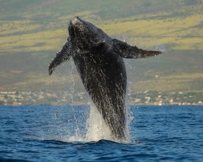 Eco-Raft Eye-Level Whale Watch Tour