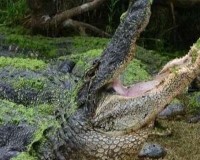 Moss Point Airboat & Walking Tour