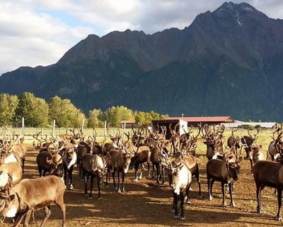 Self-Guided Reindeer Feeding in Palmer