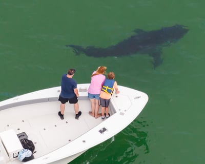 Private Guided Cape Cod Great White Shark Tour