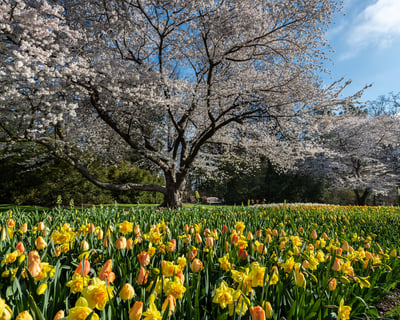 Explore Longwood Gardens Full-Day Private Tour