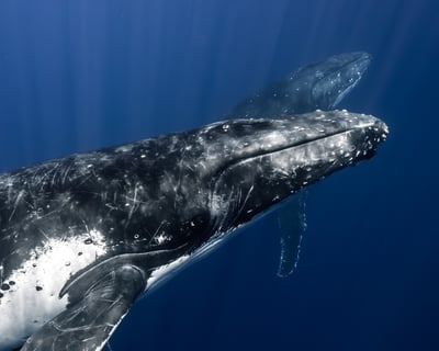 Whale Watching Zodiac Tour in Waikiki, Oahu