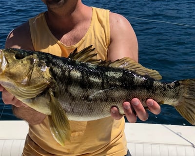 Live-Bait Fishing Charter in Dana Point