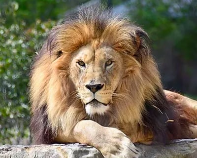 Keystone Safari Walk-Thru Admission