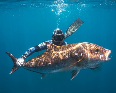 Small-Group Spearfishing Charter in San José del Cabo