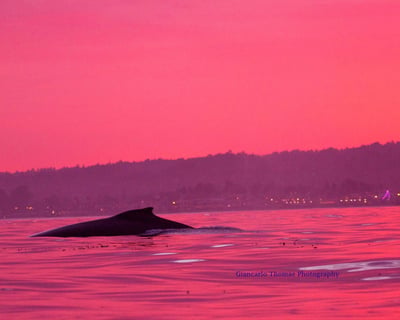 Sunset Paddleboard Rental at Santa Cruz Harbor