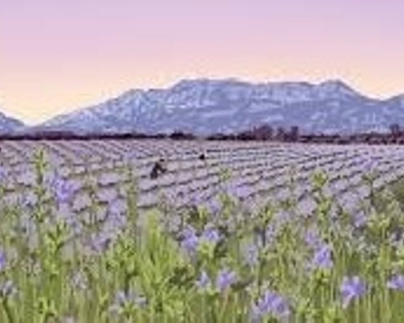 Guided Lavender Farm Tour in Heber City