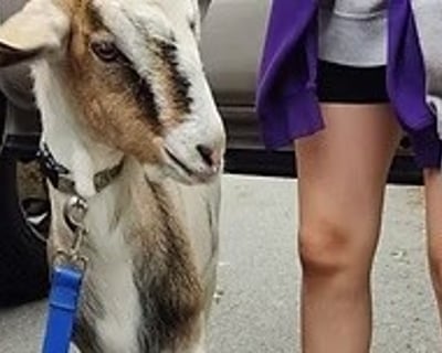 1-Hour Goat Stroll in Portsmouth