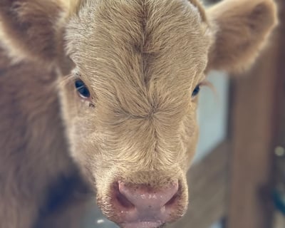 Baby Mini Highland Cow Encounter in Jefferson