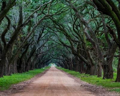 Evergreen Plantation Private Tour with Exclusive Access