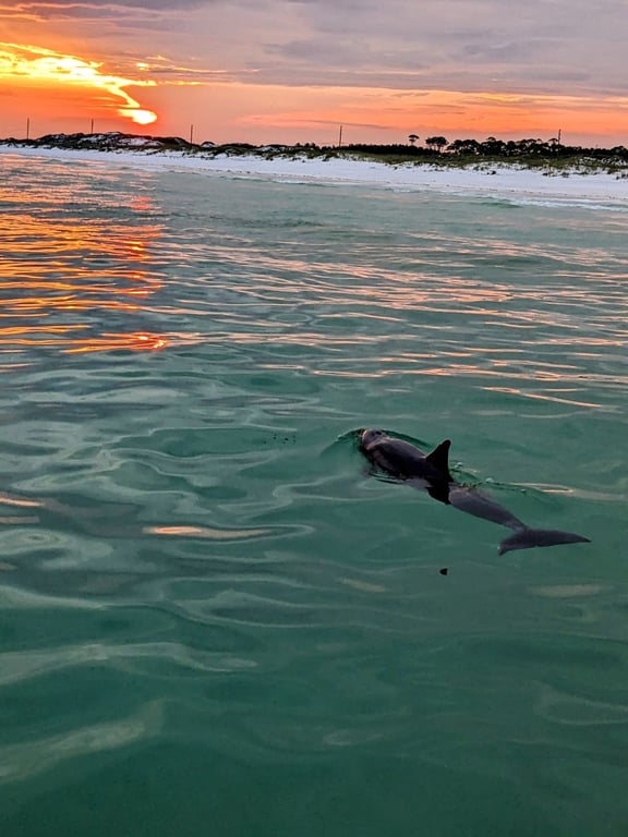 Destin Sunset and Eco Cruise