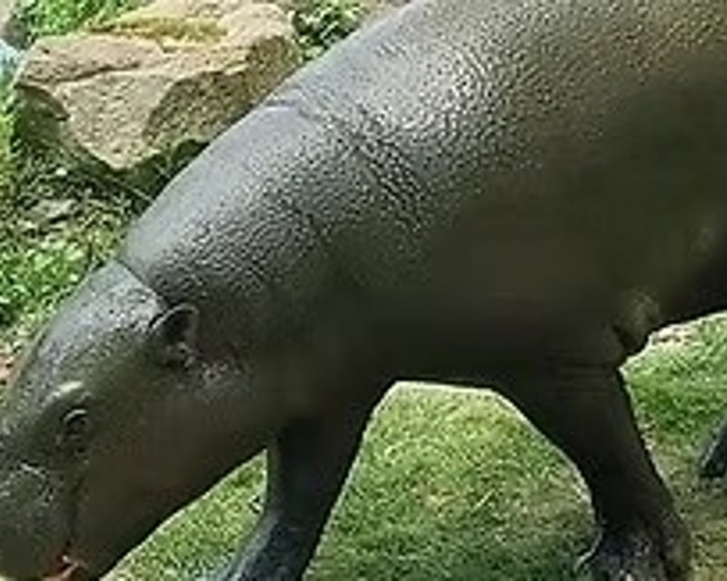 Pygmy Hippo Feeding at Living Treasures Wild Animal Park