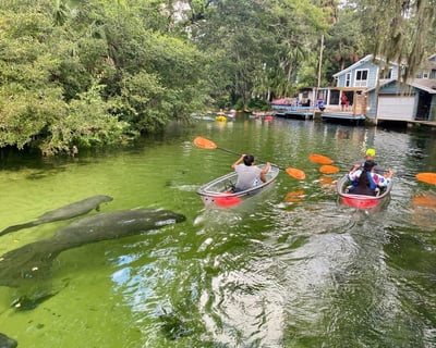 Private Weeki Wachee Clear Kayak Ecotour During Manatee Season