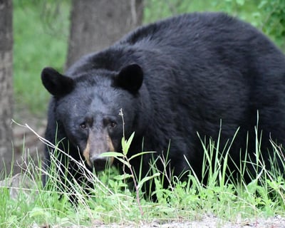 3-Hour Guided Banff Highlights & Wildlife Tour