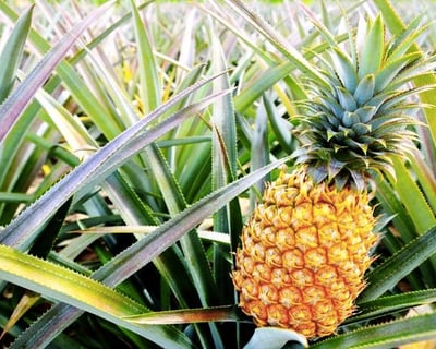 Custom Oahu Island Tour: Private Guide & Car