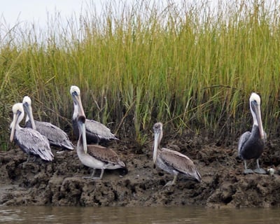 ACE Basin Dolphin Boat Tour