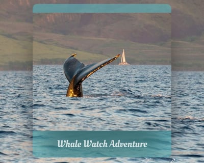 Olowalu Humpback Whale Kayak Tour