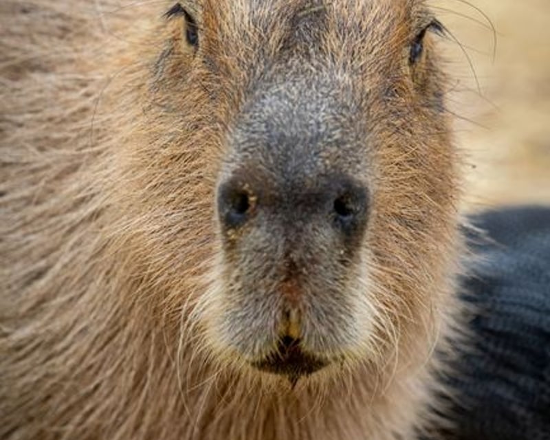 Capybara & Exotic Animal Feeding Tour Near Tucson