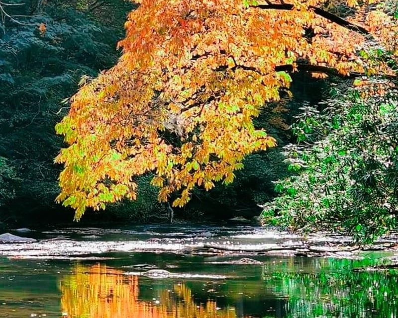 Private Eco Boat Tour on Carters Lake