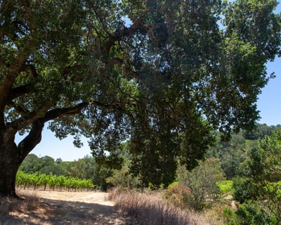 Sonoma Trike and Mindfulness Guided Tour